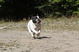 BOULEDOGUE FRANCAIS 224